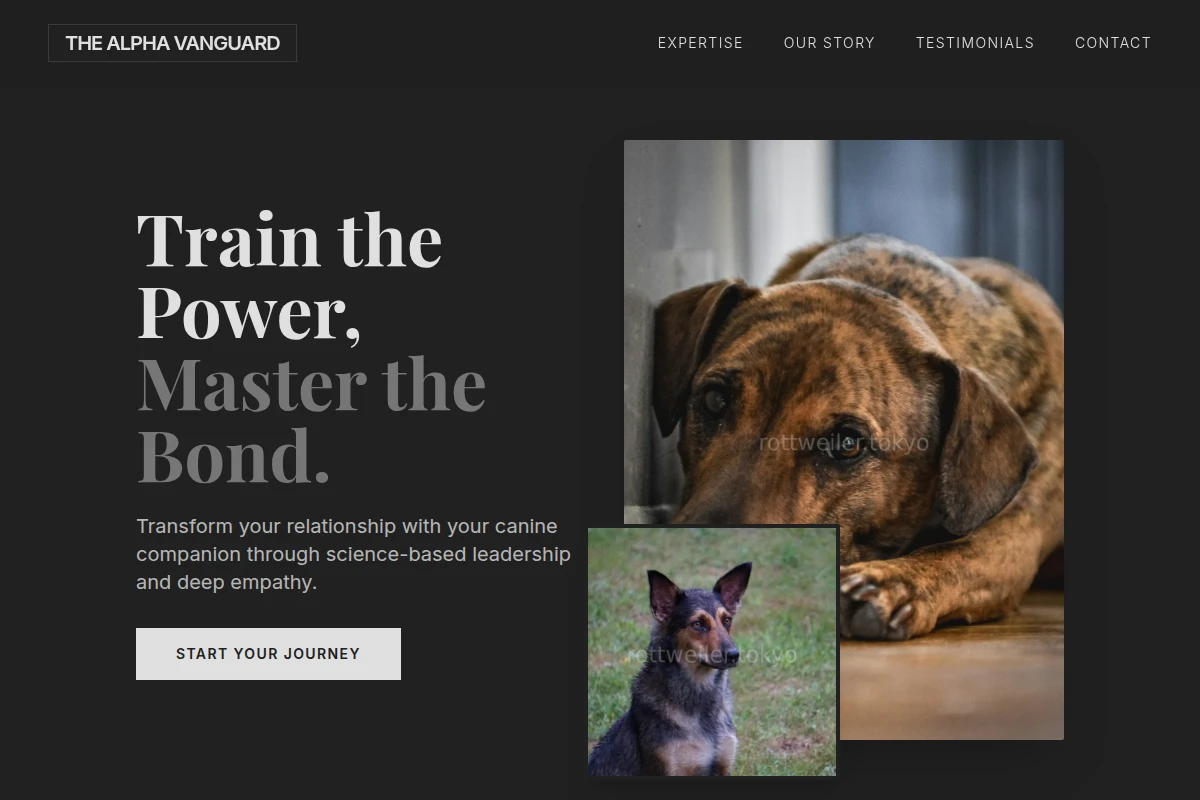 Focus Dog Behavior